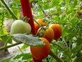 Home Grown Vegetables in Kitchen Garden or Terrace Garden Royalty Free Stock Photo