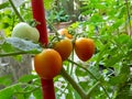Tomatoes in Kitchen Garden Royalty Free Stock Photo