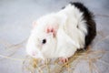 Home guinea pig Cavia porcellus on the hay, close-up Royalty Free Stock Photo