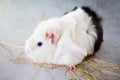 Home guinea pig Cavia porcellus on the hay, close-up Royalty Free Stock Photo