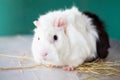 Home guinea pig Cavia porcellus on the hay, close-up Royalty Free Stock Photo