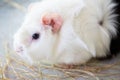 Home guinea pig Cavia porcellus on the hay, close-up Royalty Free Stock Photo