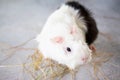 Home guinea pig Cavia porcellus on the hay, close-up. Royalty Free Stock Photo