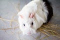 Home guinea pig Cavia porcellus on the hay, close-up. Royalty Free Stock Photo