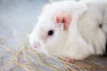 Home guinea pig Cavia porcellus on the hay, close-up. Royalty Free Stock Photo