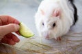 Home guinea pig Cavia porcellus on the hay, close-up. Feeding a pet Royalty Free Stock Photo