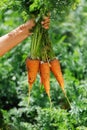 Home harvest: freshly picked carrots in hand Royalty Free Stock Photo