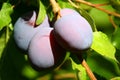 Home harvest of plums