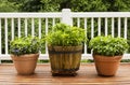 Home Herb Garden containing Large Flat Leaf Basil Plants Royalty Free Stock Photo