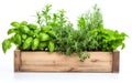 Home Herb Garden on White Background Royalty Free Stock Photo