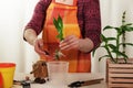 Home hobby. The process of transplanting flowers by an adult woman