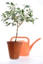 Home Hothouse, Sapling Royalty Free Stock Photo