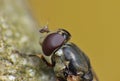 Housefly detailed close up