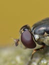 Housefly detailed close up