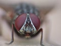 Housefly detailed close up