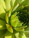 Home houseleek Royalty Free Stock Photo