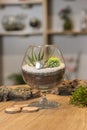 Home indoor plants. Geometric glass florarium vase, ceramic