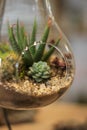 Home indoor plants. Geometric glass florarium vase, ceramic