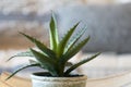 Home decor style with potted Aloe vera succulent plant.