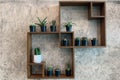 Home interior design room decor with mini potted plants cactus and succulent plant on wooden shelf on concrete wall loft style