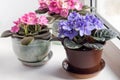 In the home interior, by the window on the windowsill, blooming multi-colored violets.