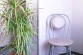 Home interior of the room - a chair and a green indoor flower of dracaena