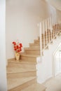 Home interior - stairs Royalty Free Stock Photo