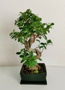 Home Japanese miniature bonsai tree in a ceramic pot on white interior. Ficus Microcarpa Ginseng.