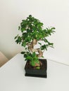 Home Japanese miniature bonsai tree in a ceramic pot on white interior. Ficus Microcarpa Ginseng.