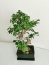 Home Japanese miniature bonsai tree in a ceramic pot on white interior. Ficus Microcarpa Ginseng.