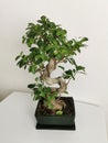 Home Japanese miniature bonsai tree in a ceramic pot on white interior. Ficus Microcarpa Ginseng.