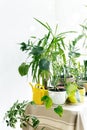 Home Jungle. Growing House Plants Concept. Different Indoor Plants Table In White Interior