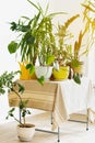 Home Jungle. Growing House Plants Concept. Different Indoor Plants Table In White Interior