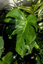 Home jungle. Lots of green houseplants. Plant care