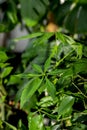 Home jungle. Lots of green houseplants. Plant care