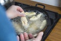 Home kitchen. On the stove of the pan in it, hot oil is thrown into it for frying Royalty Free Stock Photo