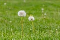 Dandelion weeds going to seed in lawn. Royalty Free Stock Photo