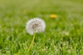 Dandelion weeds going to seed in lawn. Royalty Free Stock Photo