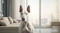 Home life with a Bull Terrier in a modern setting.