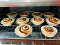 Home made cinnamon rolls Royalty Free Stock Photo