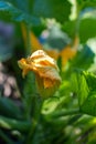 Home made fresh courgette flower.