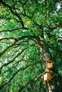 Home Made Wooden Birds House In Green Tree Royalty Free Stock Photo