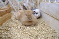 Home Mini Rabbit lies on sawdust in a specific accommodated housing area