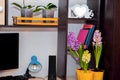 Home office decor. potted flowers grow on a work desk. computer, lamp, books