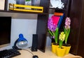Home office decor. potted flowers grow on a work desk. computer, lamp, books