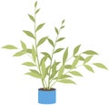 Home or office plant in pot. Vector illustration. Foliage plant in pot for interior. Home plant in flowerpot