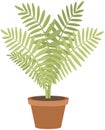 Home or office plant in pot. Vector illustration. Foliage plant in pot for interior. Home plant in flowerpot