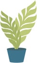 Home or office plant in pot. Vector illustration. Foliage plant in pot for interior. Home plant in flowerpot