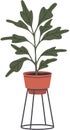 Home or office plant in pot. Vector illustration. Foliage plant in pot for interior. Home plant in flowerpot