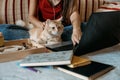 Home office, work space, work from home concept. Young woman with laptop and cat working at sofa. Flexible work hours Royalty Free Stock Photo